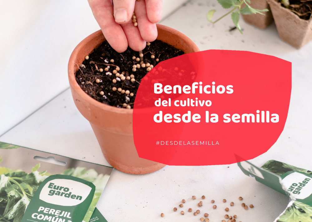 cultivo desde la semilla