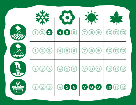 Calendario de Siembra Eurogarden Aromáticas Cilantro