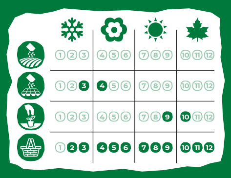 Calendario de Siembra Eurogarden Aromáticas Tomillo Común