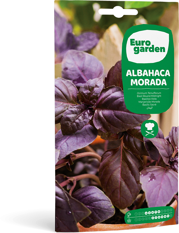 Albahaca Morada - Eurogarden Albahaca Morada - Eurogarden