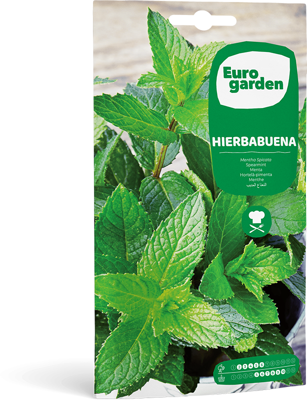 Mockup Sobre Eurogarden Aromáticas Hierbabuena