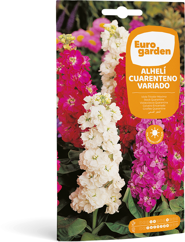 Mockup Sobre Individual Eurogarden Flores Alhelí Cuarenteno Variado