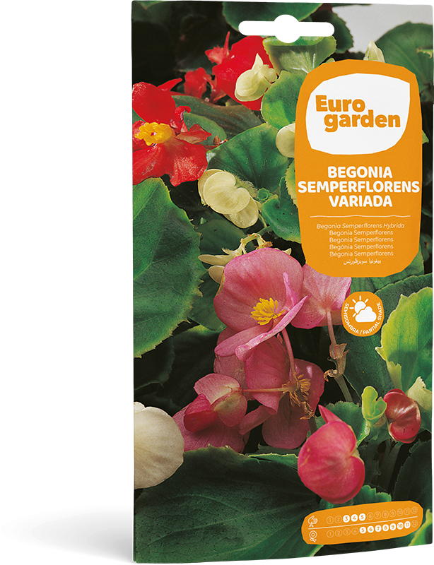 Begonia Semperflorens Variada - Eurogarden