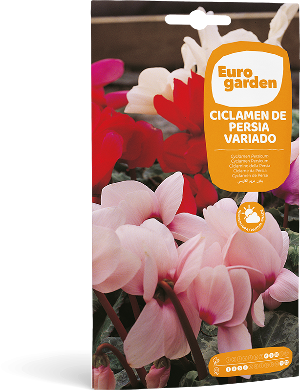 Mockup Sobre Individual Eurogarden Flores Ciclamen Persia Variado