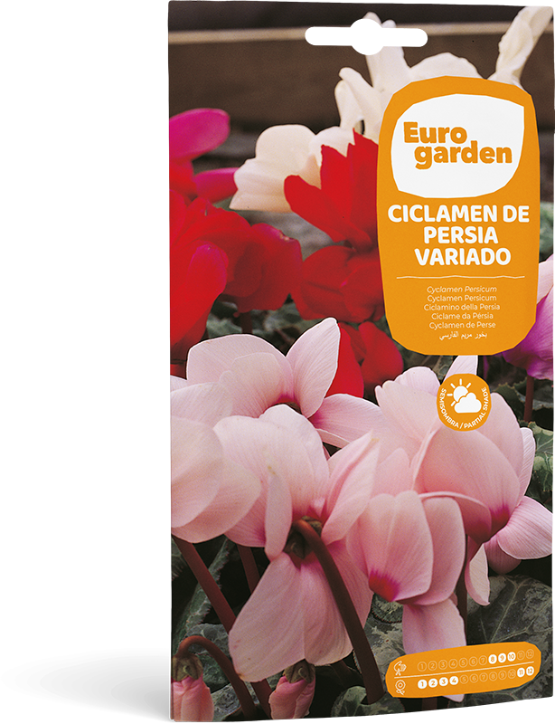 Ciclamen de Persia Variado - Eurogarden