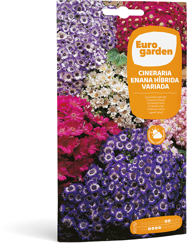 Mockup Sobre Individual Eurogarden Flores Cineraria Enana Híbrida Variada