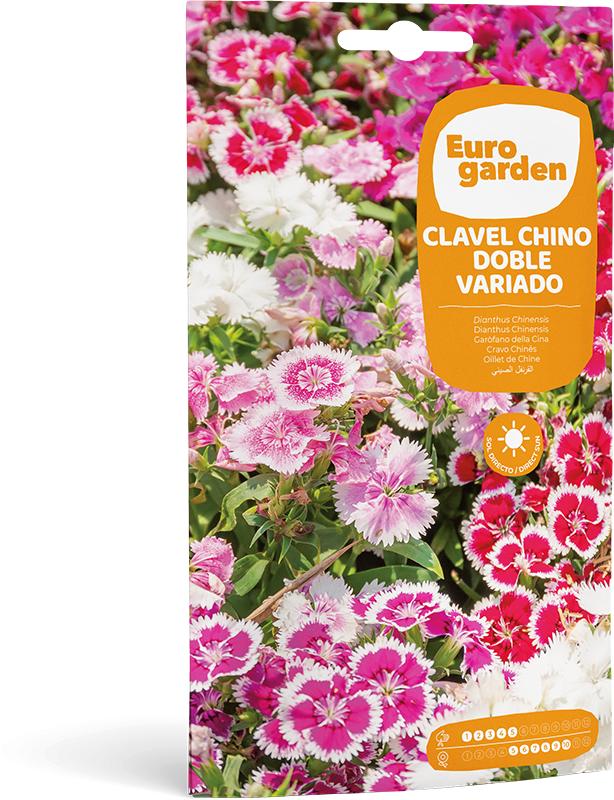 Mockup Sobre Individual Eurogarden Flores Clavel Chino Doble Variado