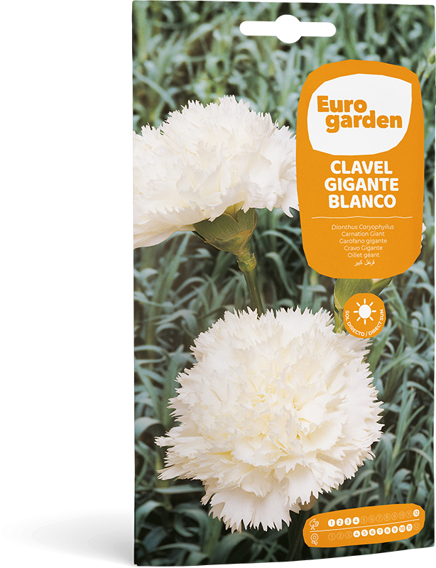 Mockup Sobre Individual Eurogarden Flores Clavel Gigante Blanco