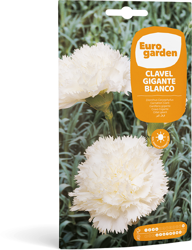 Clavel Gigante Blanco - Eurogarden