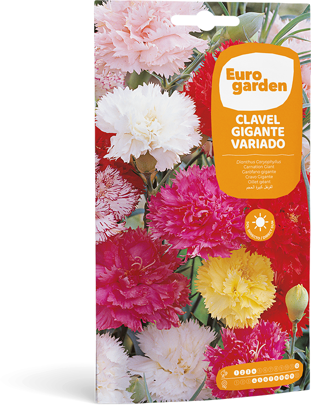 Mockup Sobre Individual Eurogarden Flores Clavel Gigante Variado