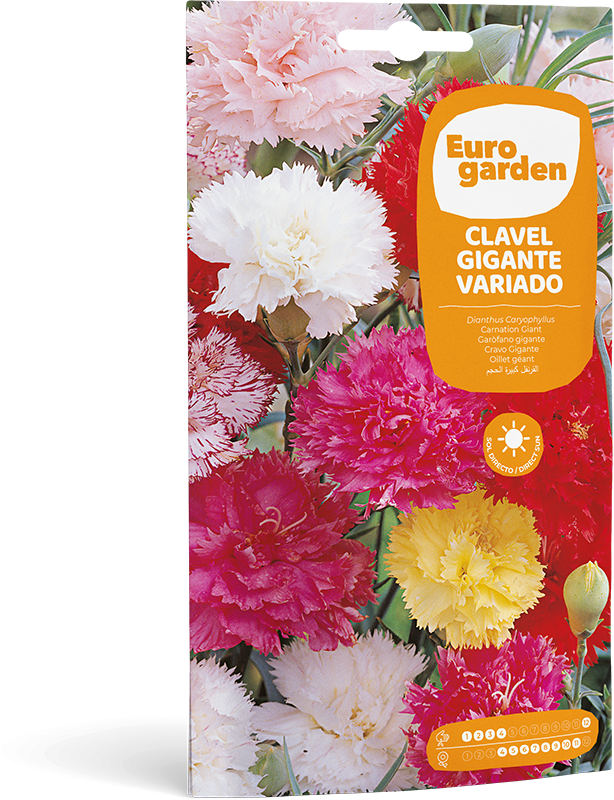 Clavel Gigante Variado - Eurogarden