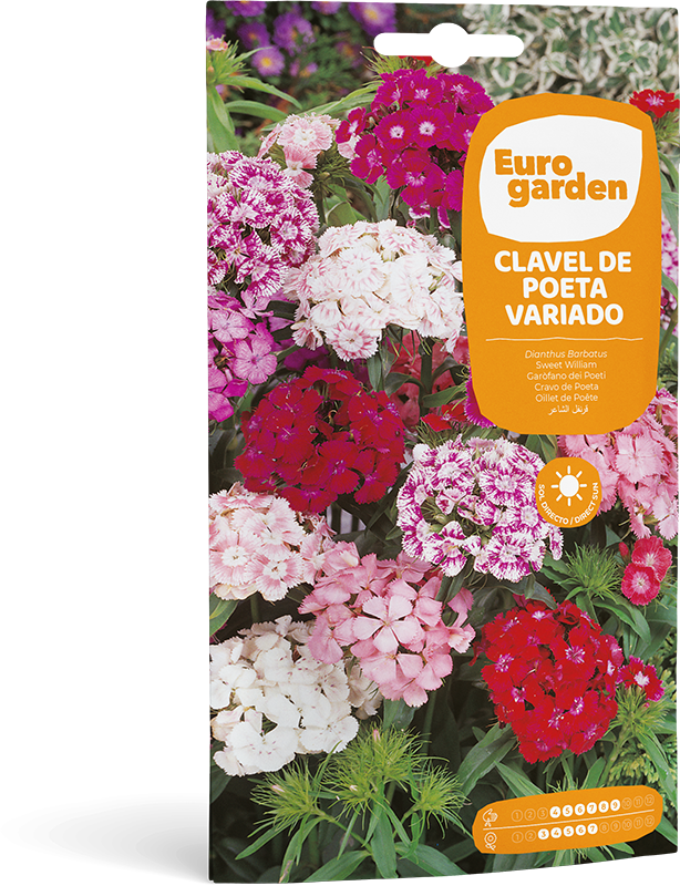 Mockup Sobre Individual Eurogarden Flores Clavel de Poeta Variado