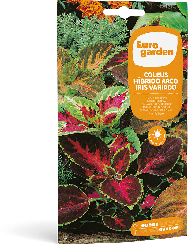 Mockup Sobre Individual Eurogarden Flores Coleus Híbrido Arco Iris Variado