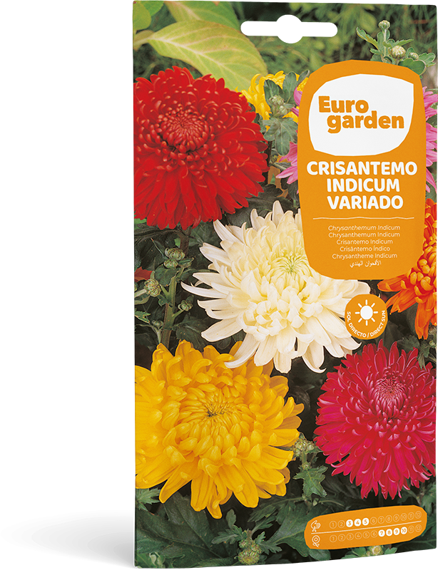 Mockup Sobre Individual Eurogarden Flores Crisantemo Indicum Variado