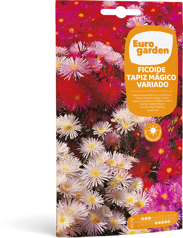 Mockup Sobre Individual Eurogarden Flores Ficoide Tapiz Mágico Variado