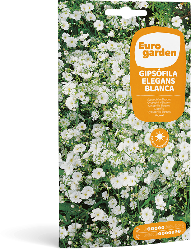 Mockup Sobre Individual Eurogarden Flores Gipsófila Elegans Blanca