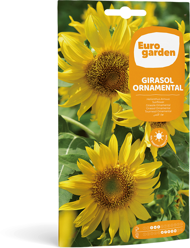 Girasol Ornamental - Eurogarden