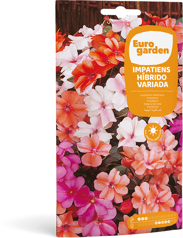 Mockup Sobre Individual Eurogarden Flores Impatiens Híbrido Variada