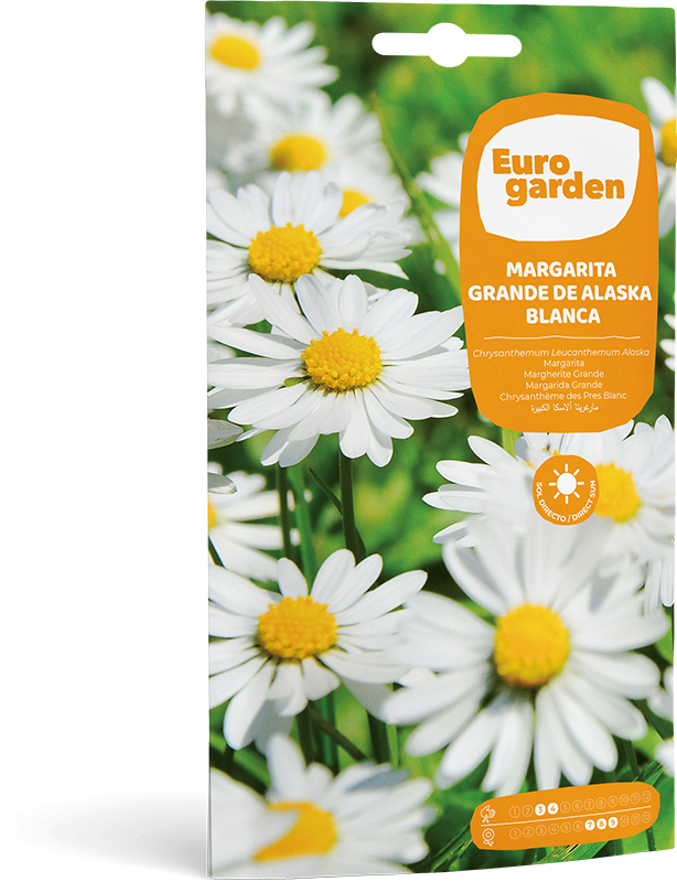 Mockup Sobre Individual Eurogarden Flores Margarita Grande de Alaska Blanca