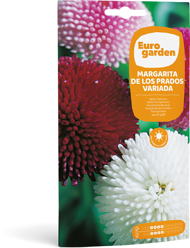 Mockup Sobre Individual Eurogarden Flores Margarita de los Prados Variada