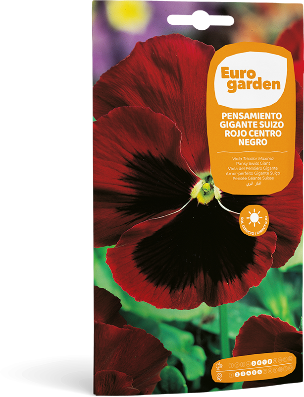 Mockup Sobre Individual Eurogarden Flores Pensamiento Gigante Suizo Rojo Centro Negro