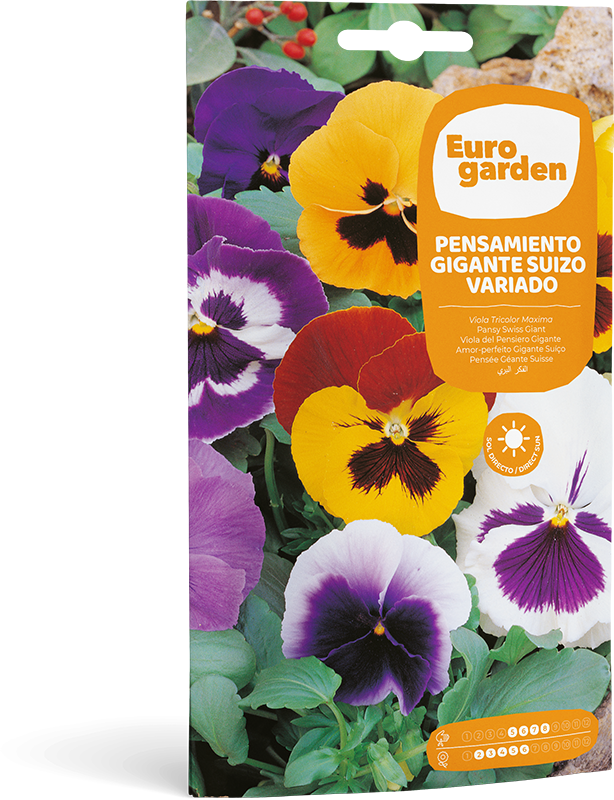 Mockup Sobre Individual Eurogarden Flores Pensamiento Gigante Suizo Variado
