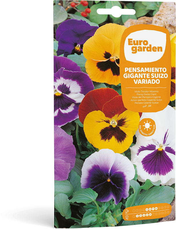 Pensamiento Gigante Suizo Variado - Eurogarden