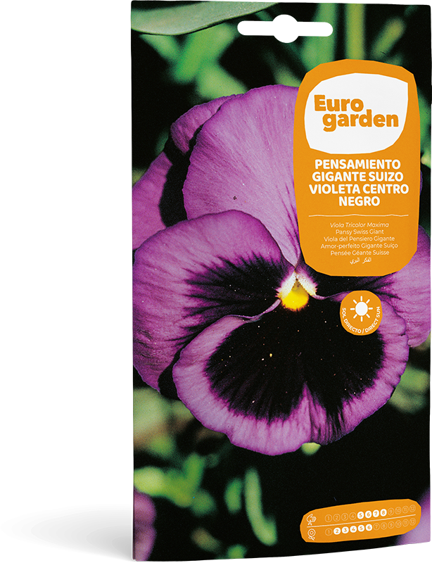 Mockup Sobre Individual Eurogarden Flores Pensamiento Gigante Suizo Violeta Centro Negro