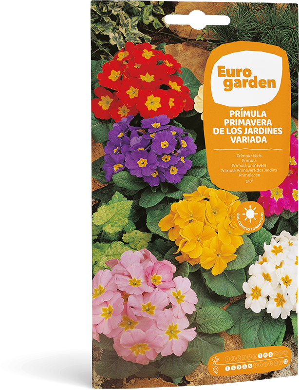 Mockup Sobre Individual Eurogarden Flores Prímula Primavera de los Jardines Variada