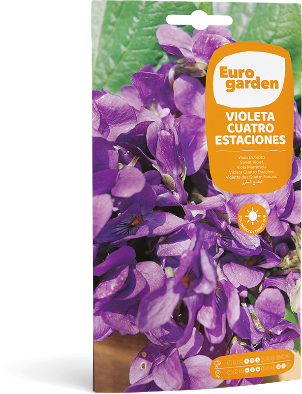 Violeta Cuatro Estaciones - Eurogarden