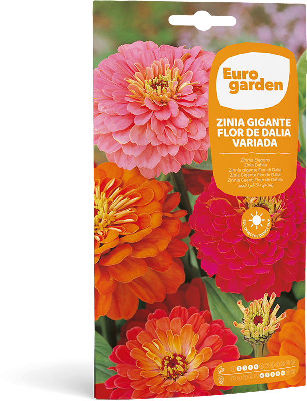 Mockup Sobre Individual Eurogarden Flores Zinia Gigante Flor de Dalia Variada
