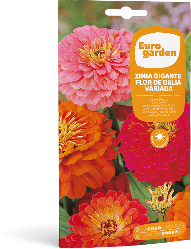 Zinia Gigante Flor de Dalla Variada - Eurogarden