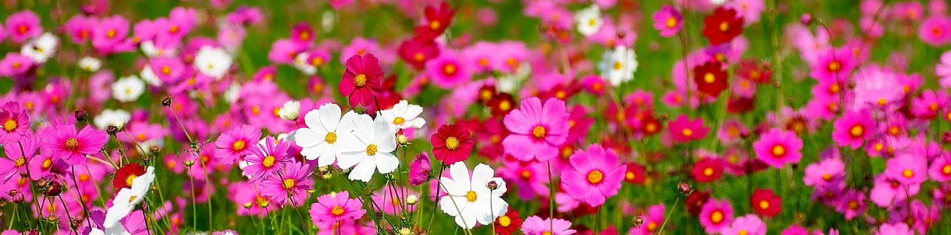 Flores