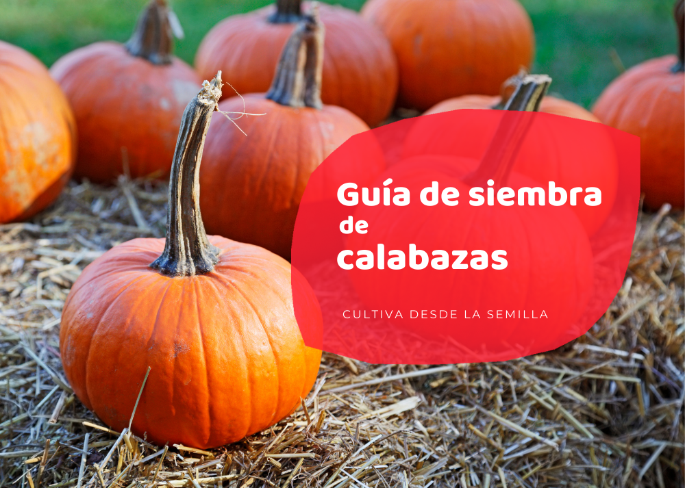 calabazas