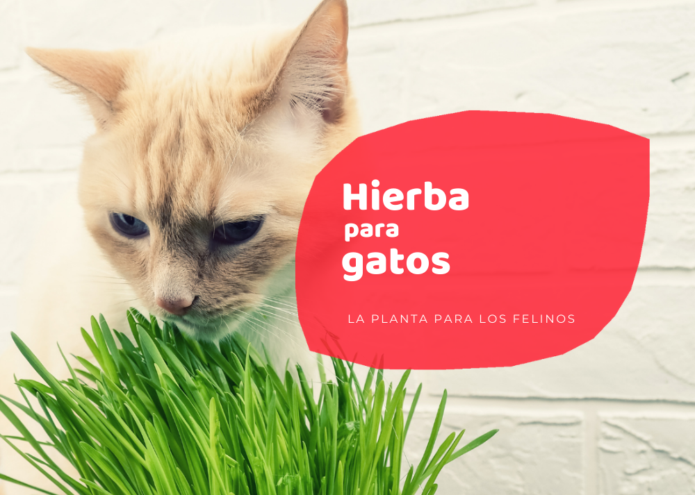 Hierba de gatos