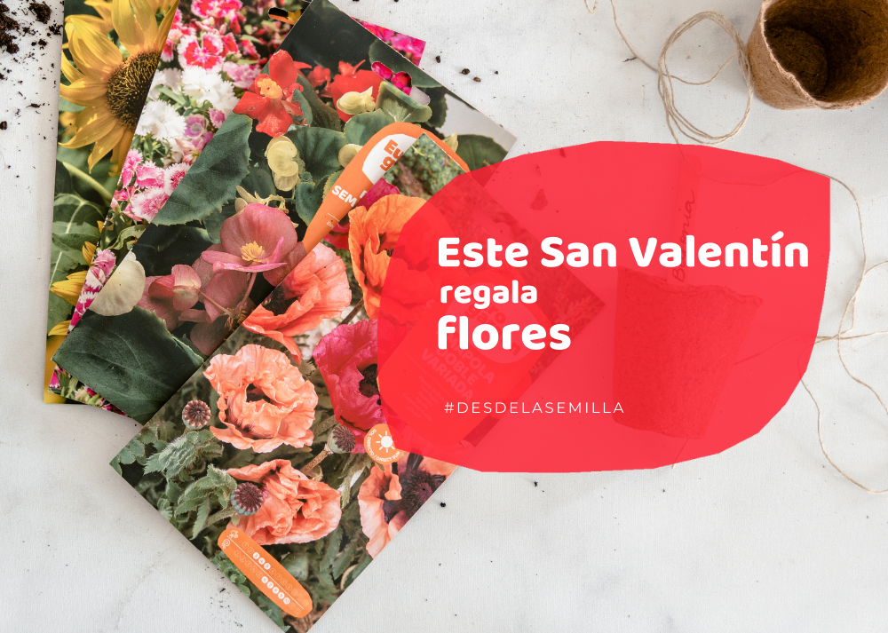 san valentín