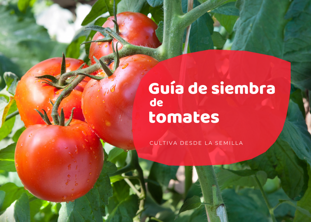 Cuándo sembrar tomates en semillero