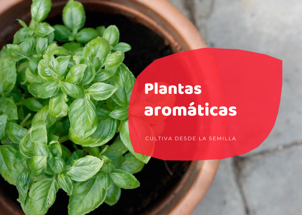 plantas aromáticas