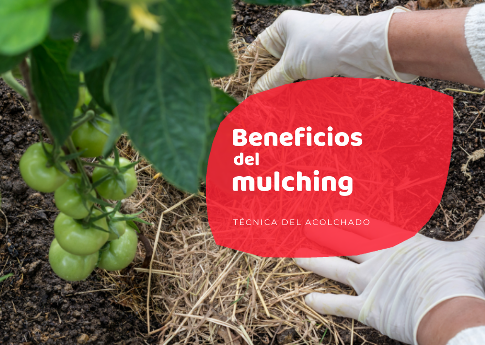 mulching