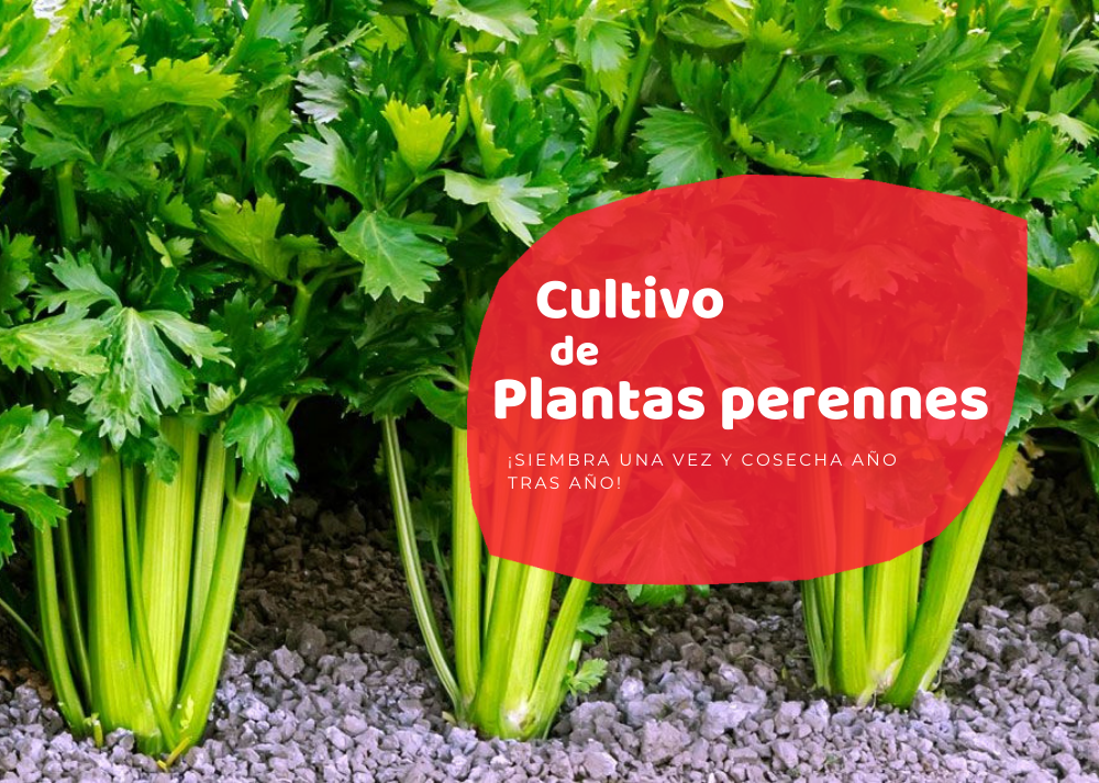 plantas perennes