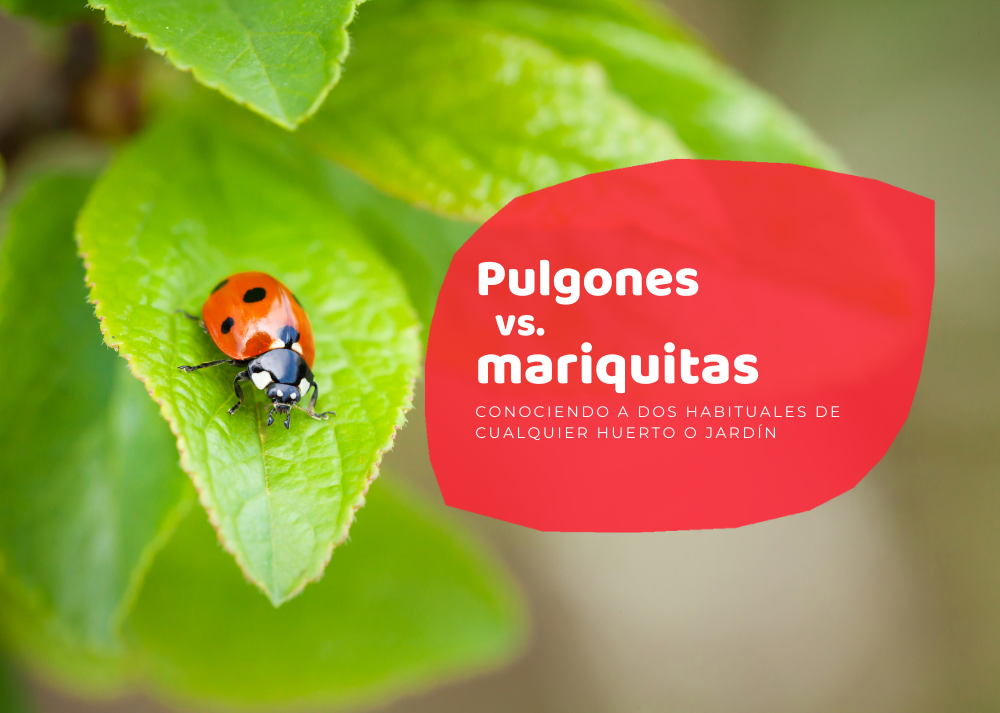 pulgones