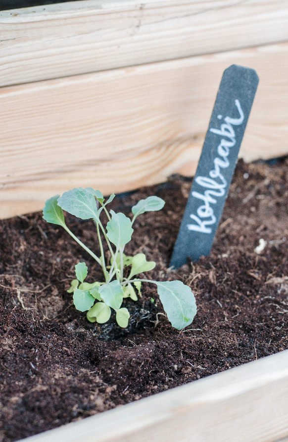 kohlrabi