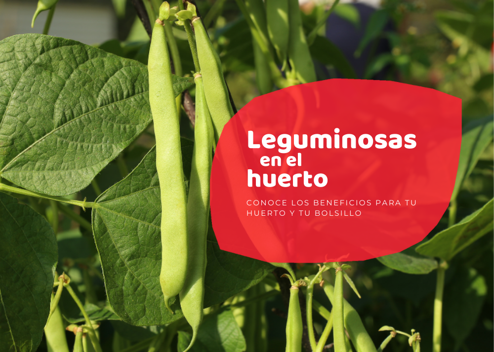 leguminosas