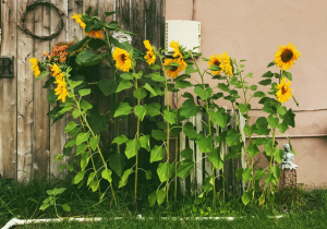 Girasol: aprende a sembrar y cuidar esta mítica flor 'desde la semilla' -  Eurogarden