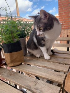 plantas pet friendly