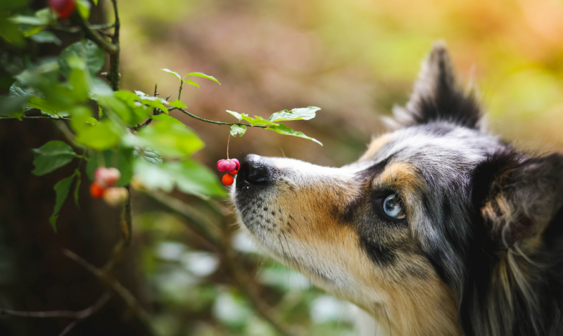 plantas pet friendly