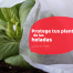 proteger tus plantas