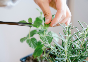 plantas aromáticas