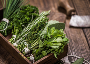 plantas aromáticas