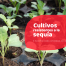 Cultivos resistentes a la sequía